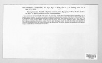 Rhytisma acerinum image